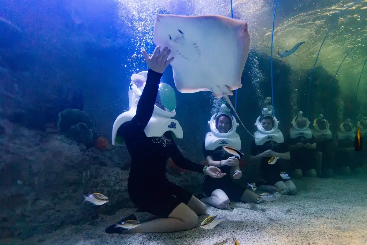 Discover the Underwater Wonders - Sea Walk Adventure at North Bay Island